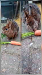 Rex voedster, Dieren en Toebehoren, Konijnen, Vrouwelijk, Klein, 6 tot 8 jaar