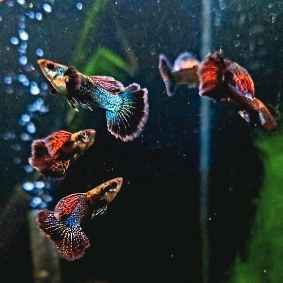 Unieke (mixed) Platinum Dragon Guppen, Dieren en Toebehoren, Vissen | Aquariumvissen, Vis