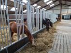 Voerhekken - Groepshuisvesting, Dieren en Toebehoren, Stalling en Weidegang, Weidegang, 4 paarden of pony's of meer