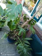 grote Monstera deliciosa, Huis en Inrichting, Ophalen, 100 tot 150 cm, Overige soorten, Halfschaduw