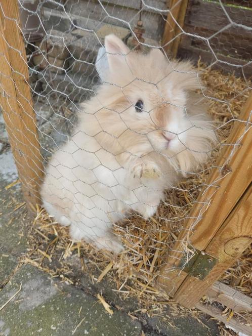 Langharige konijnen, Dieren en Toebehoren, Konijnen, Groot, Meerdere dieren