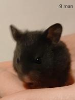 Syrische hamsters Goudhamsters, Meerdere dieren, Hamster, Na 1 juli 2024, Tam