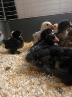 22 Cochin hennen ~ Kriel ~ Geen warmte nodig, Dieren en Toebehoren, Pluimvee, Vrouwelijk, Kip