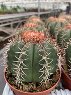 Cactus Melocactus Mantazanus in de 10,5 cm pot, Ophalen of Verzenden, Minder dan 100 cm, Bloeiende kamerplant, Volle zon