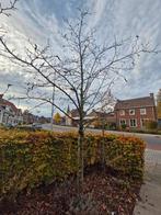 Tulpen magnolia boom, Ophalen of Verzenden, Lente, Volle zon, Overige soorten