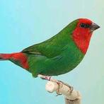 Roodkoppapegaai amedine gezocht, Dieren en Toebehoren, Vrouwelijk