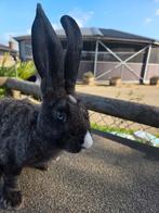 Ijzergrauw vienna duitse reus ram, Dieren en Toebehoren, Konijnen, Mannelijk, Groot