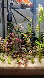 Aquariumplant Bacopa & Ludwigia stekjes te ruil, Dieren en Toebehoren, Vissen | Aquaria en Toebehoren, Ophalen, Nieuw, Plant(en), Steen of Hout