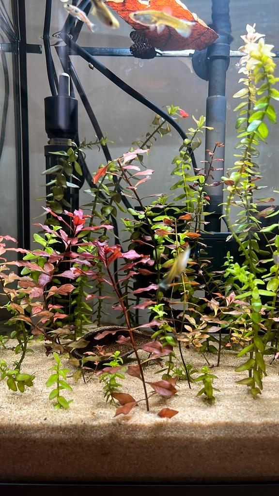Aquariumplant Bacopa & Ludwigia stekjes, Dieren en Toebehoren, Vissen | Aquaria en Toebehoren, Nieuw, Plant(en), Steen of Hout