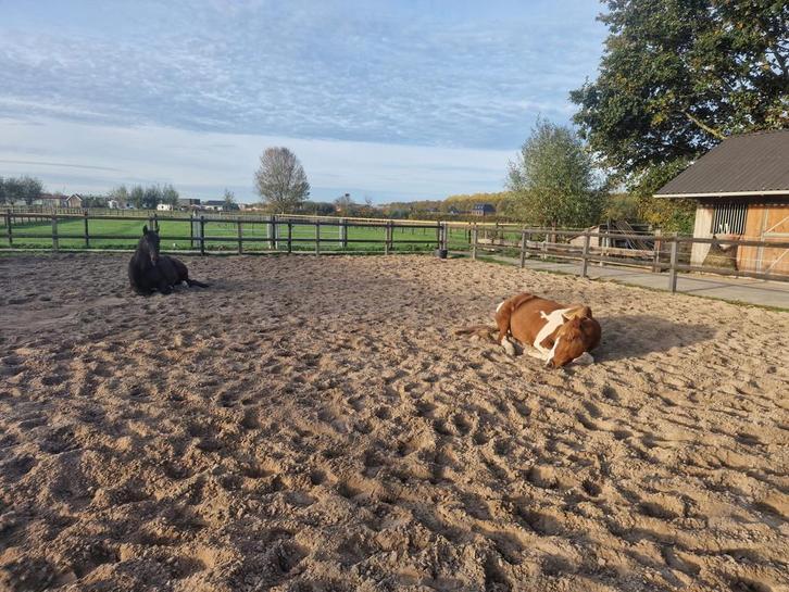 Stalling met paddock en weidegang, Almere Hout, Dieren en Toebehoren, Stalling en Weidegang, Stalling