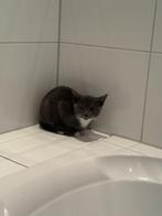 muisgrijs poesje 12wk boerderij kitten kattebakzindelijk, Dieren en Toebehoren, Katten en Kittens | Overige Katten, Poes, Kortharig