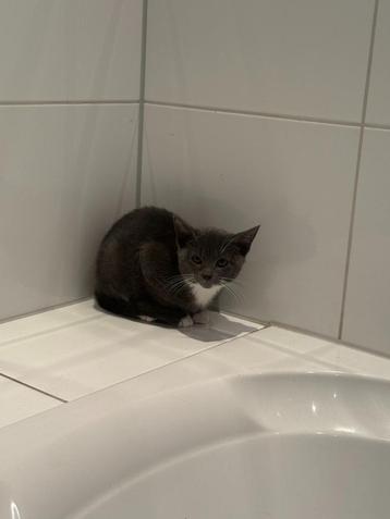 muisgrijs poesje 12wk boerderij kitten kattebakzindelijk beschikbaar voor biedingen
