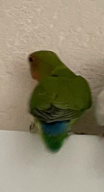 Prachtige Lovebird Agapornis Dwergpapegai Eventueel met kooi beschikbaar voor biedingen