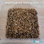 Levende insecten (voederdieren) voor uw reptielen, Nieuw, Overige typen, Ophalen