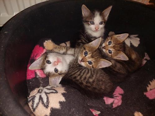 Nog 2 kittens te koop, Dieren en Toebehoren, Katten en Kittens | Overige Katten, Meerdere dieren