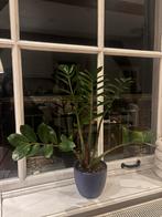 ZZ plant in navy pot, Ophalen, Halfschaduw, Minder dan 100 cm