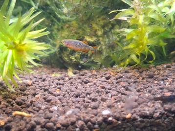 Eitjes van de Hemelse parel danio's beschikbaar voor biedingen