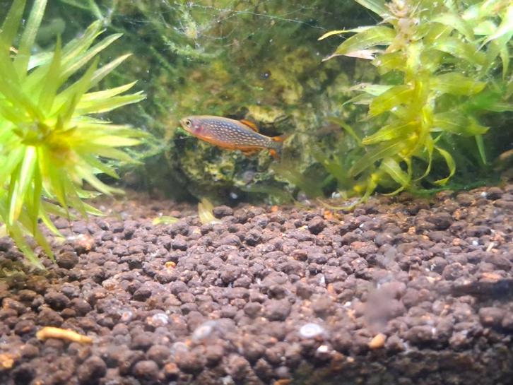 Eitjes van de Hemelse parel danio's, Dieren en Toebehoren, Vissen | Aquariumvissen, Vis