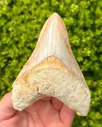 Megalodon tand, Verzenden, Fossiel