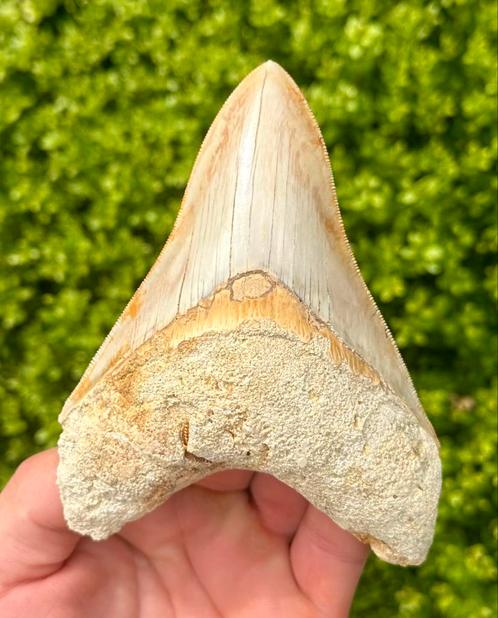 Megalodon tand, Verzamelen, Mineralen en Fossielen, Fossiel, Verzenden