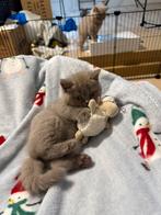 Britse Korthaar kitten zoekt een thuis (8 weken), Dieren en Toebehoren, Katten en Kittens | Raskatten | Korthaar, Poes, Ontwormd