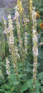 Verbascum Chaixii Album, Ophalen of Verzenden, Volle zon, Zaad
