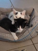 Ter Adoptie: Juno & Nox, Kater