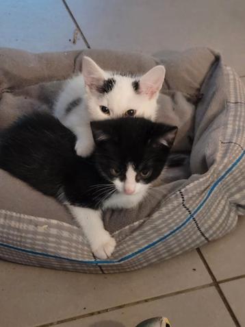 Ter Adoptie: Juno & Nox  beschikbaar voor biedingen