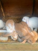 Jonge Franse Hangoren, Meerdere dieren, Groot