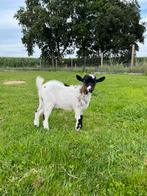 Dwerggeit bokje te koop, Dieren en Toebehoren, Schapen, Geiten en Varkens, Mannelijk, Geit