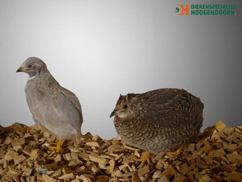 Chinese dwergkwartel hennetjes | Losse hennen te koop, Dieren en Toebehoren, Pluimvee, Overige soorten, Vrouwelijk