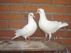 Witte..Sierduifjes *
