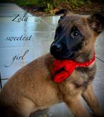 Mechelse herder pup teefje met stamboom, Dieren en Toebehoren, Honden | Herdershonden en Veedrijvers, CDV (hondenziekte), 8 tot 15 weken