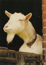 Ansichtkaart	Geit, Verzamelen, Ansichtkaarten | Dieren, Verzenden, 1960 tot 1980, Ongelopen, Overige soorten