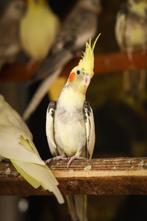Valkparkieten broedrijp | Divers aanbod | Deskundig advies, Dieren en Toebehoren, Meerdere dieren, Parkiet