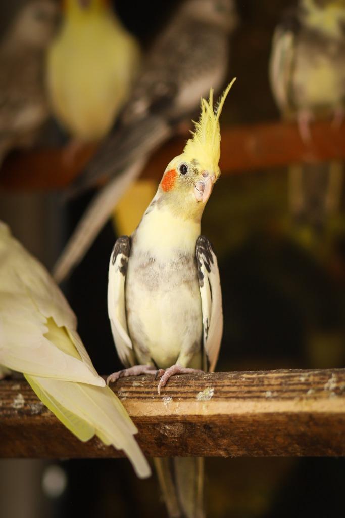 Valkparkieten broedrijp | Divers aanbod | Deskundig advies, Dieren en Toebehoren, Vogels | Parkieten en Papegaaien, Parkiet, Meerdere dieren