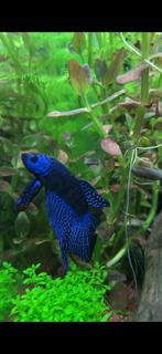 Alien betta, Dieren en Toebehoren, Vissen | Aquariumvissen, Vis