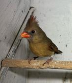 Mooie rode kardinaalpop van 2025, Vrouwelijk, Geringd