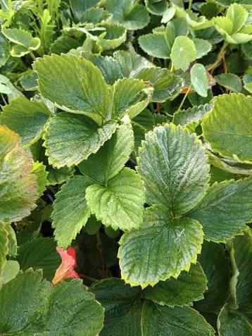 aardbeiplantjes beschikbaar voor biedingen