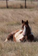 Opfok/weidegang jaarling merrie gezocht., Dieren en Toebehoren, Stalling en Weidegang, Weidegang