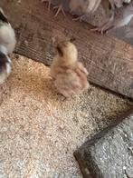 porselein orpington kuikens, Dieren en Toebehoren, Pluimvee, Geslacht onbekend, Kip