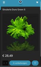 Sinularia Dura Green, Dieren en Toebehoren, Overige typen, Zoutwatervis