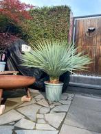 Yucca Rostrata, Tuin en Terras, Planten | Bomen, Overige soorten, 100 tot 250 cm, Zomer, Ophalen
