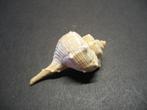 Schelpen: Bolinus brandaris  Linnaeus, 1758.  54,7 mm., Ophalen of Verzenden, Schelp(en)