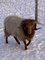 Mooie Ouessant dekram, Dieren en Toebehoren, Mannelijk, Schaap