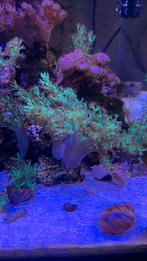 Groene en bruine keniaboompjes, Dieren en Toebehoren, Vissen | Aquariumvissen, Overige typen