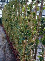 Gestokte hedera hibernica 180/ 200 cm, Ophalen, Overige soorten, Haag, 100 tot 250 cm