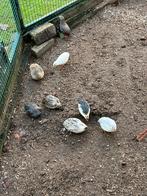 Chinese dwergkwartels, Dieren en Toebehoren, Vogels | Overige Vogels, Meerdere dieren