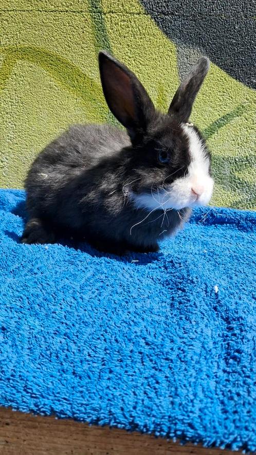Jonge rex konijntjes, Dieren en Toebehoren, Konijnen