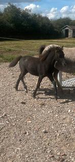 Mooi welsh veulen te koop!, Dieren en Toebehoren, Pony's, Gechipt, 0 tot 2 jaar, Hengst, A pony (tot 1.17m)